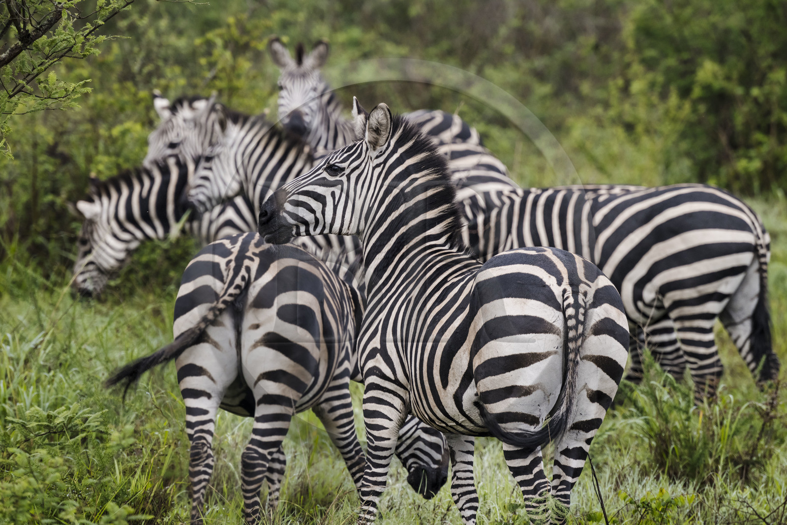 Rwanda, Parc national de l'Akagera, zèbre des plaines (Equus quagga)