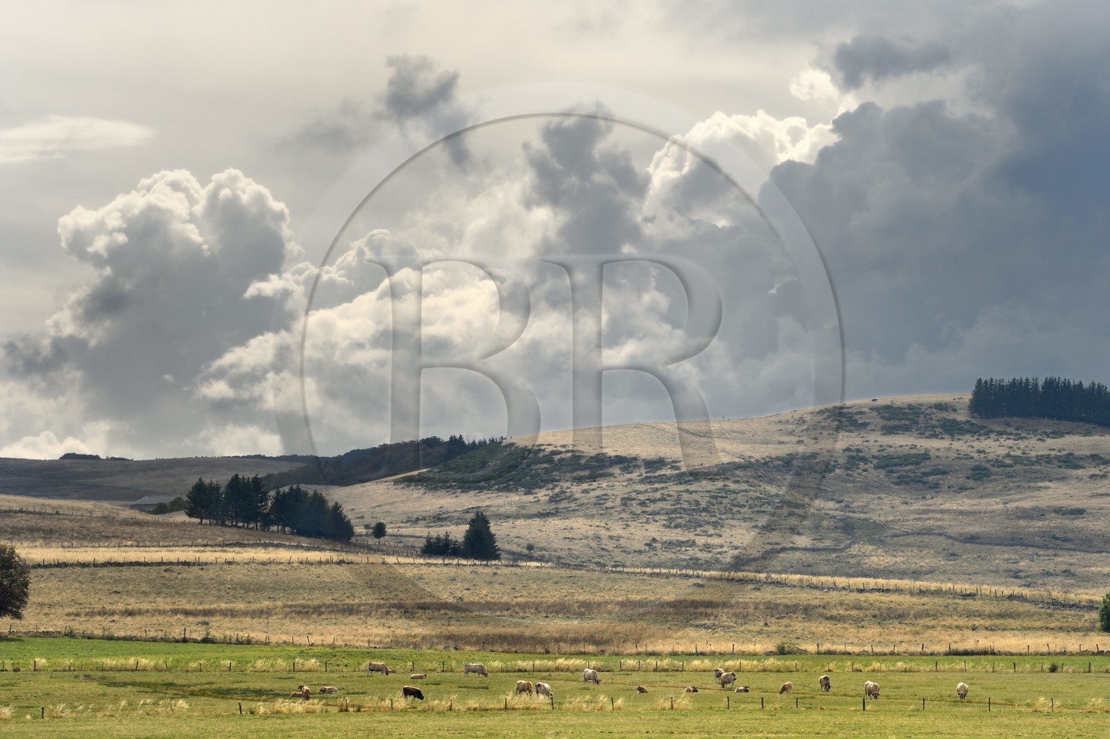 France, Cantal (15), Parc naturel régional de l'Aubrac, plateau de l'Aubrac vers Saint-Urcize, vaches de race Aubrac