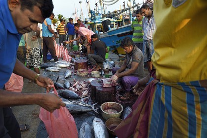 Sri Lanka, Province du Sud, Matara (district), Weligama, port de pêche de Mirissa, découpe du thon fraichement pêché sur le quai