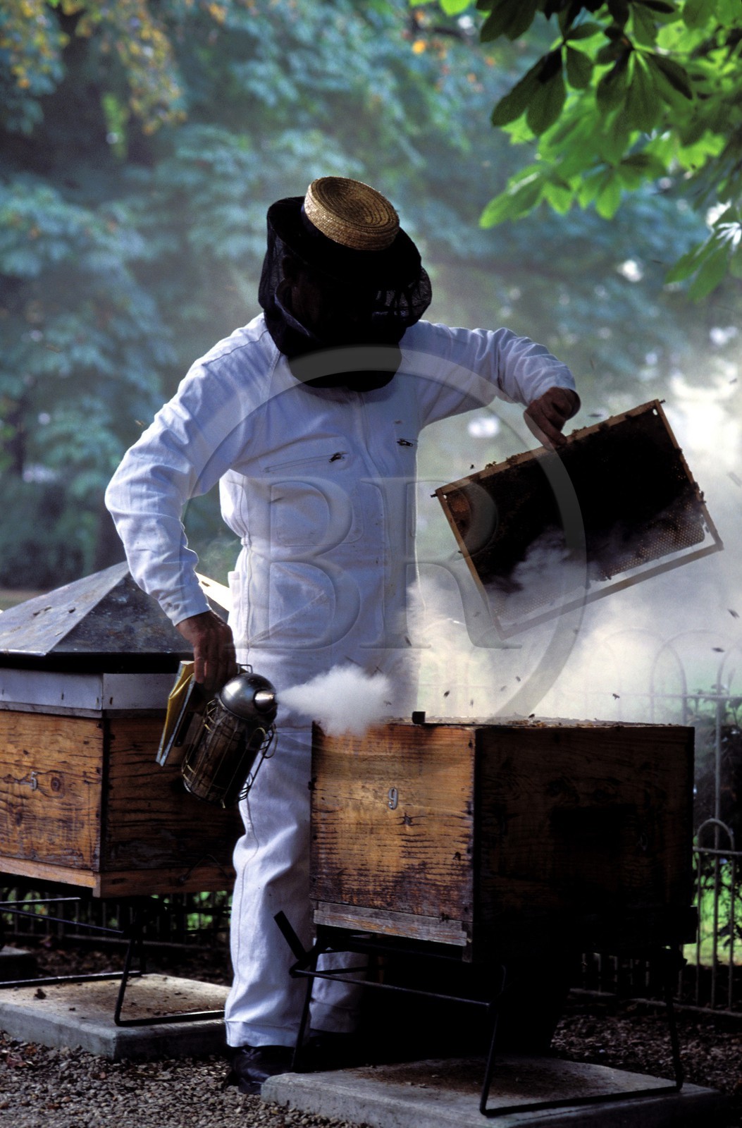 France, Paris (75), jardin du Luxembourg, un apiculteur avec ses ruches
