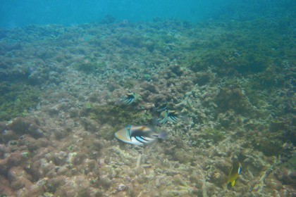 France, île de la Réunion, le récif corallien du lagon de la plage de Saint-Gilles et de l'Ermitage (vue sous-marine)