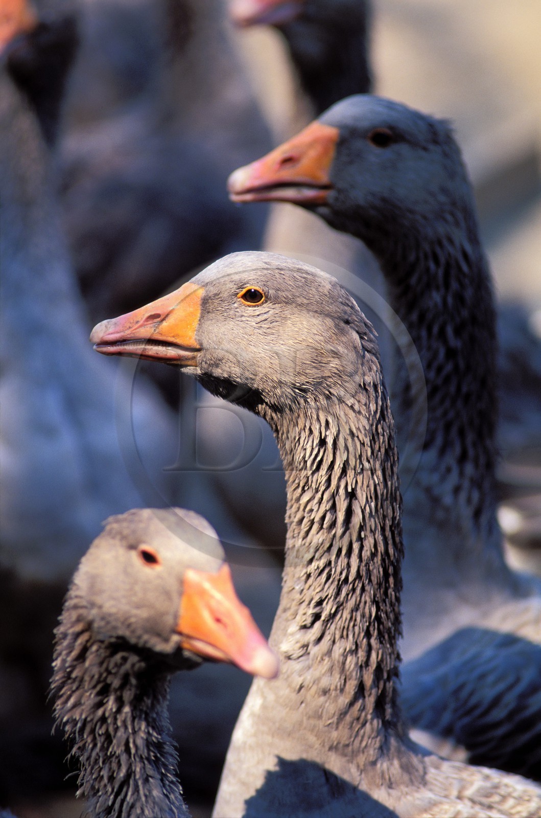France, Gers (32), des oies