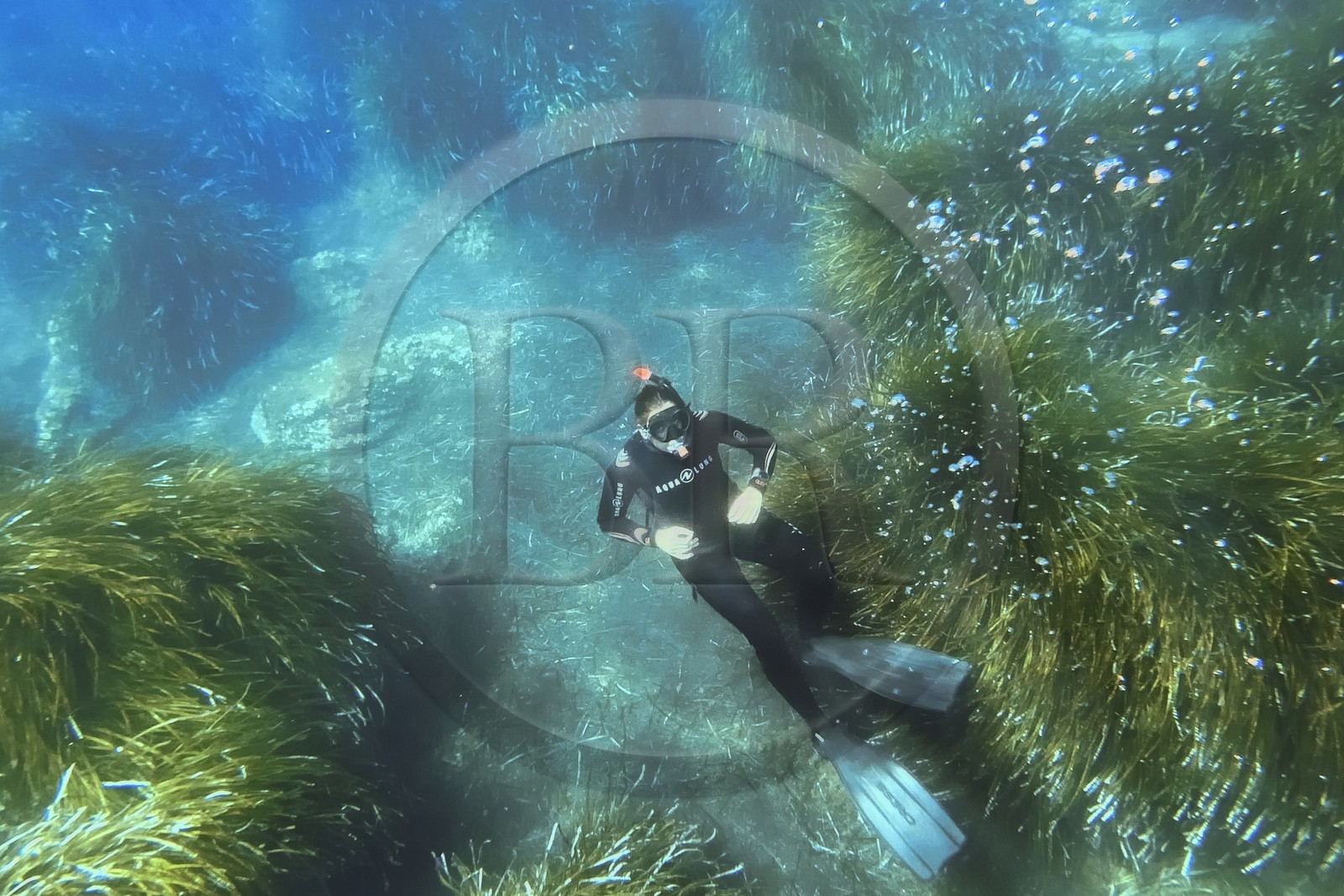 France, Var, Le Rayol Canadel sur Mer, Domaine du Rayol, Jardin des Mediterranees, Conservatoire du Littoral Estate compulsory mention, the marine path, snorkeling in the Posidonia herbarium