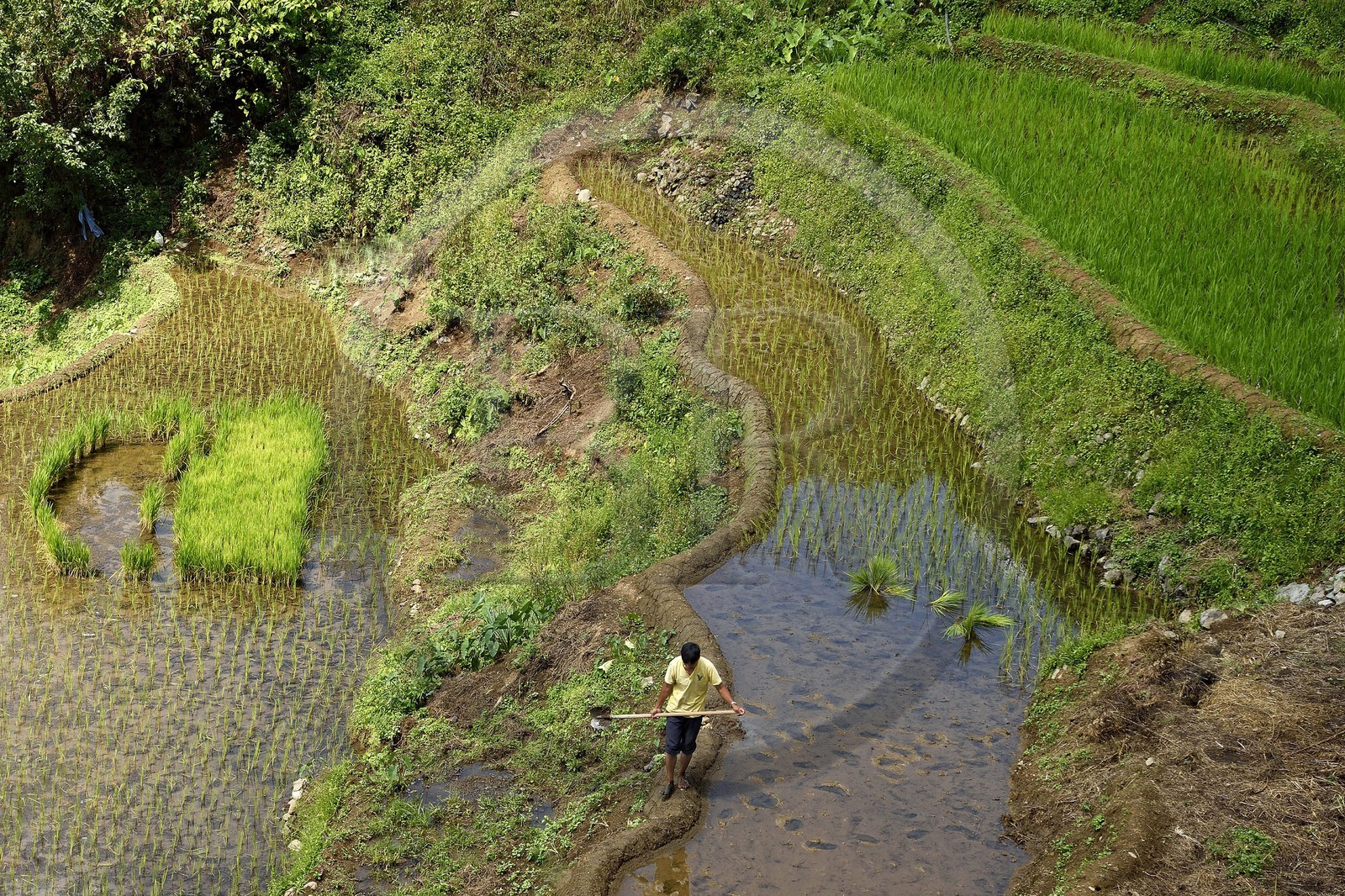 Philippines, Ifugao province, Banaue rice terraces, listed as World Heritage by UNESCO
