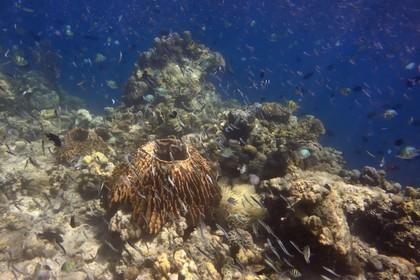 Philippines, Calamian Islands dans le nord de Palawan, Coron Island Natural Biotic Area, récif de corail