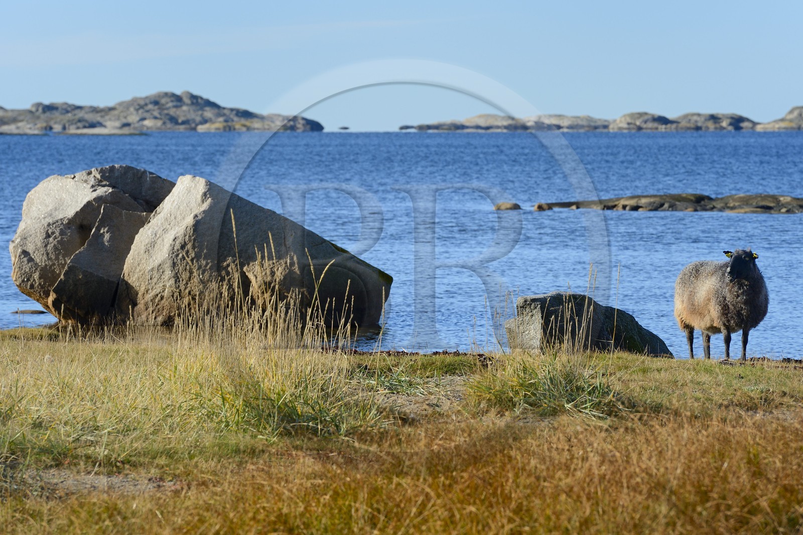 Sweden, Västra Götaland, Koster Islands, Sydkoster, sheep by the sea