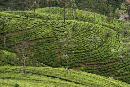 Sri Lanka, Province du Centre, trajet en train dans la région montagneuse de la culture du thé entre Hatton et Ella, plantations de thé vers Nanu Ova