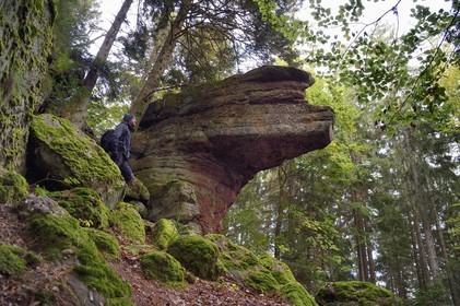France, Haut-Rhin (68), Thannenkirch, randonnée dans le massif du Taennchel, site dit du Rocher Pointu