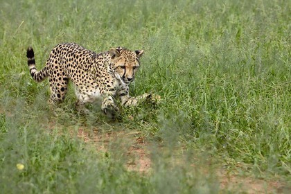 Namibie, Otjiwarongo, Cheetah Conservation Fund, centre de recherche et d'éducation, guépard (Acinonyx jubatus) chassant un leurre pour lui donner de l'exercice et garder la forme