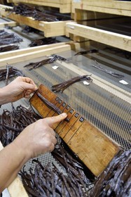France, Ile de la Reunion, Saint-Louis, Domaine de Bellevue, producteur de vanille biologique, calibrage des gousses de vanille