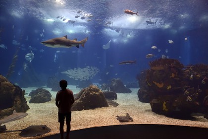 Portugal, Lisbonne, Parque das Nações (Parc des nations) construit pour l'exposition universelle de 1998, Oceanário (Oceanarium), aquarium