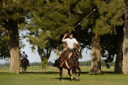 Argentine, province de Buenos Aires, San Antonio de Areco, estancia La Bamba de Areco, gaucho faisant une démonstration de l'usage des bolas (ou boleadoras) destinées à capturer les animaux en entravant leurs pattes