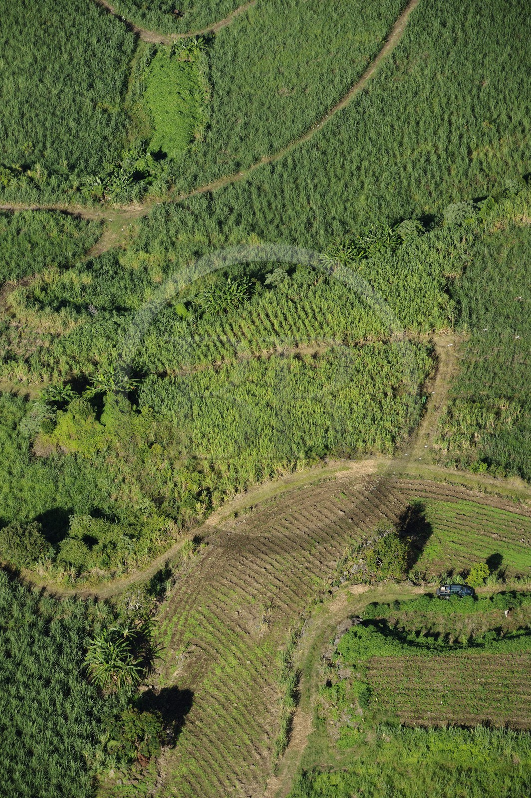 France, île de la Réunion, côte ouest vers Piton Saint Leu, champs de cannes à sucre (vue aérienne)