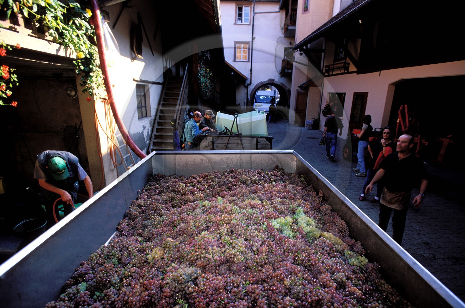 France, Haut Rhin, Eguisheim village, labelled Les Plus Beaux Villages de France (The Most Beautiful Villages of France), harvests, grapes arriving to the winemaker