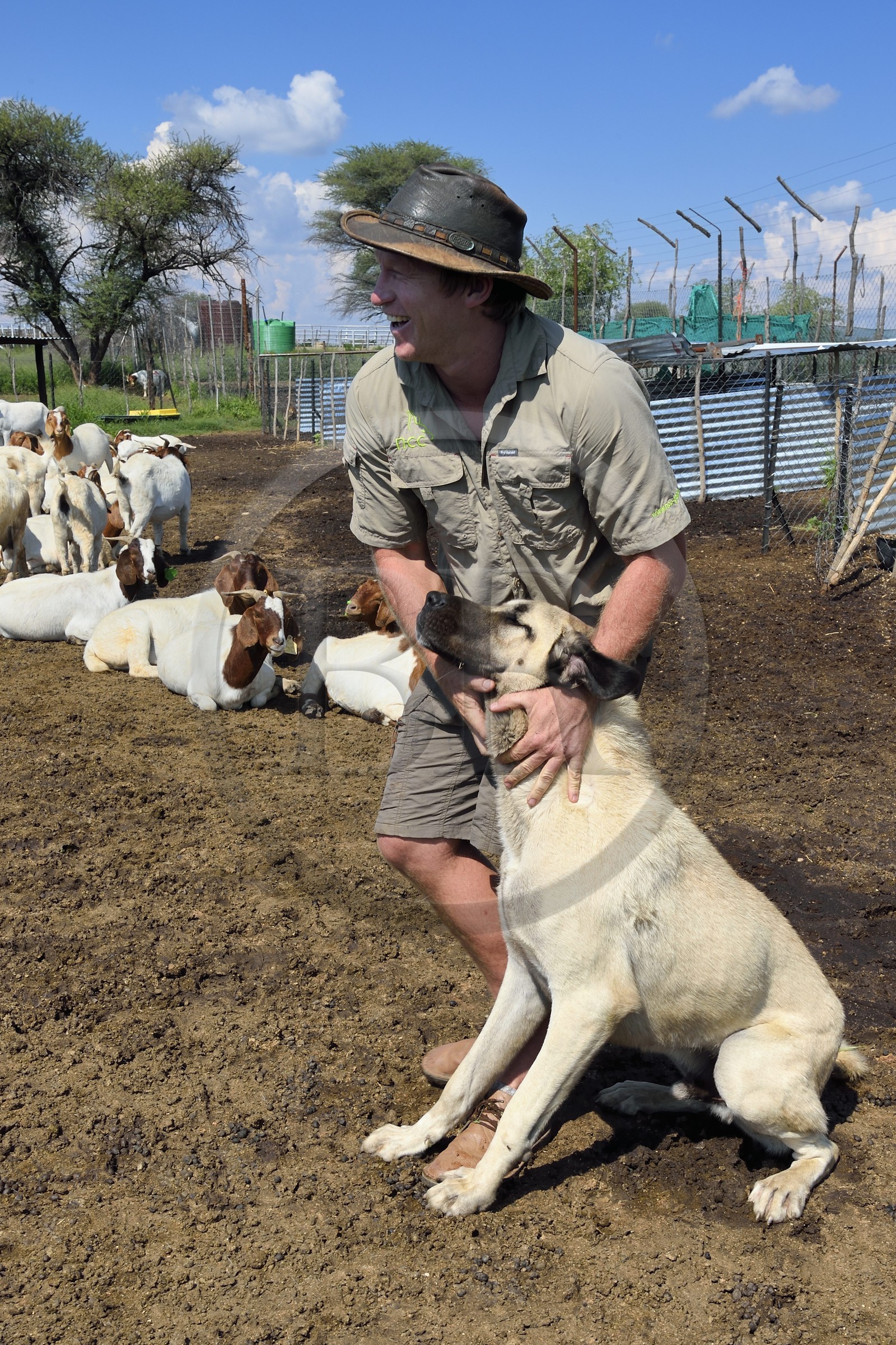 Namibie, Otjiwarongo, le Livestock Guarding Dog Program (programme chien de garde du bétail) du Cheetah Conservation Fund a été très efficace pour réduire les taux de prédation et ainsi aussi l'inclinaison des agriculteurs à piéger ou tirer sur des guépards, le fermier Paul Visser avec son chien Berger d'Anatolie entouré de ses chèvres