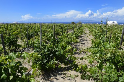 Grèce, Les Cyclades, mer Égée, île de Santorin (Thira ou Théra), plaine de Oia, vignoble du Domaine Sigalas