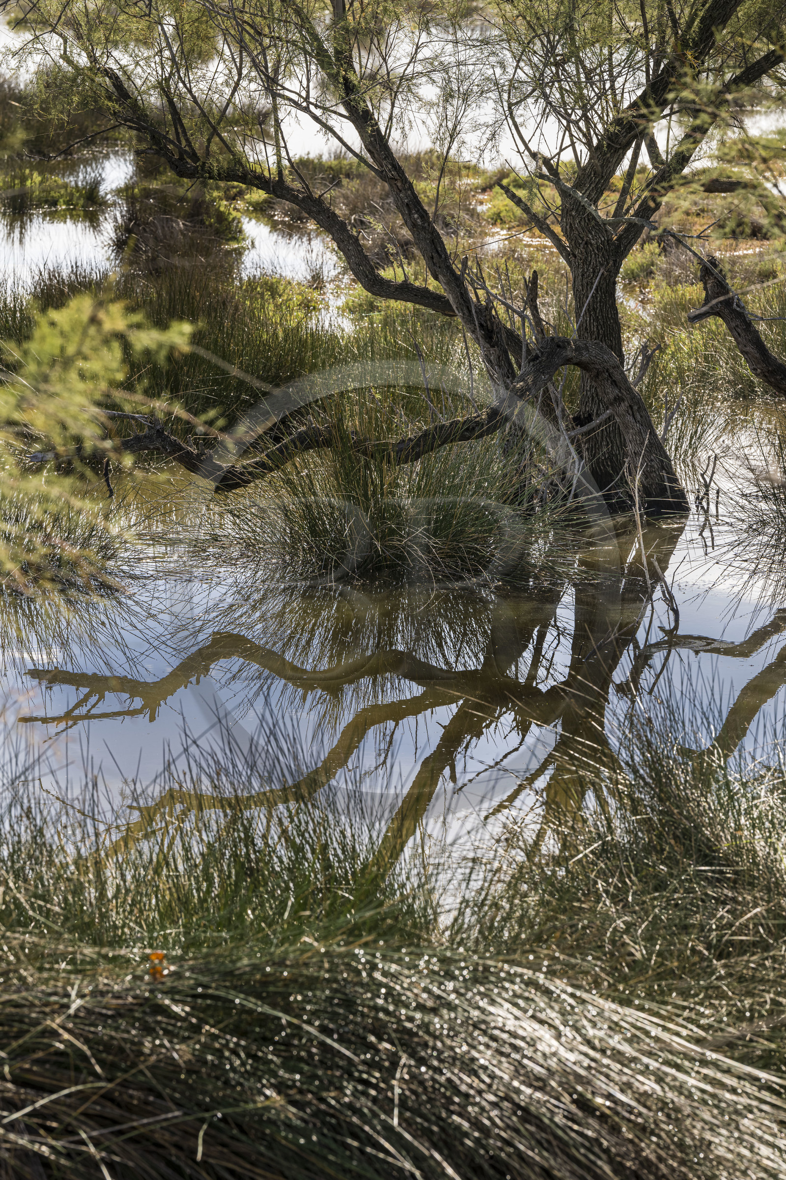 France, Gard (30), Aigues-Mortes, Saint-Laurent-d'Aigouze, la Petite Camargue