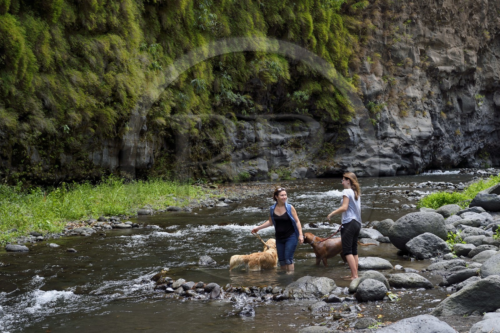 France, Ile de la Reunion, Parc National de la Réunion classé Patrimoine Mondial de l'UNESCO, Entre-Deux, sentier de randonnée vers la rivière Bras de la Plaine