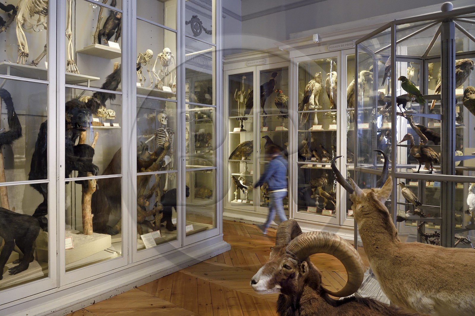 France, Charente-Maritime (17), La Rochelle, le Muséum d'histoire naturelle (muséum Lafaille), galerie de zoologie