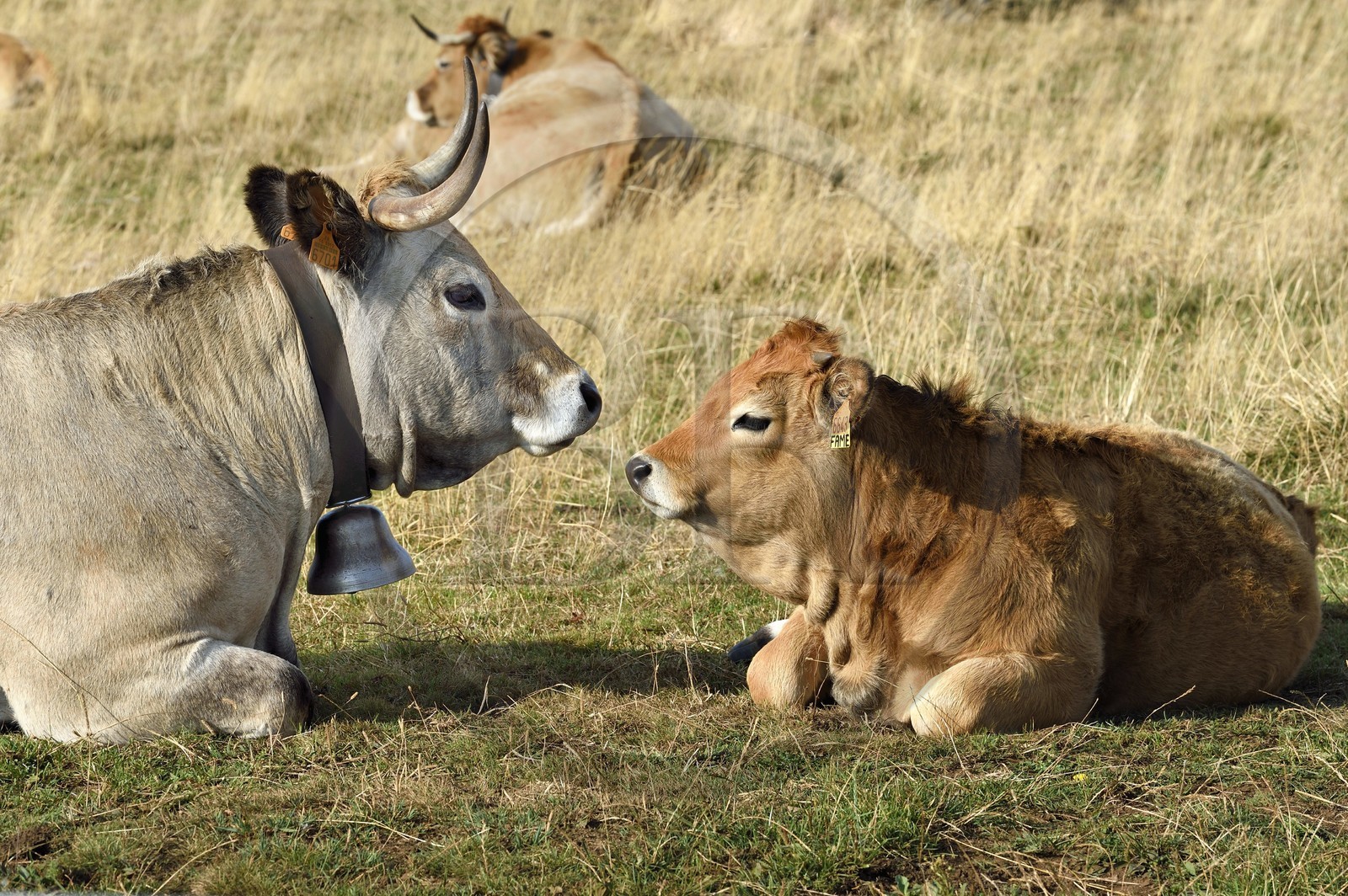 France, Cantal (15), Parc Naturel Régional des Volcans d’Auvergne, col de la Griffoul sur les pentes du Plomb du Cantal, troupeau de vaches de race Aubrac