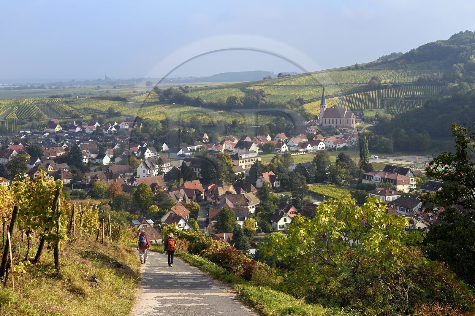 France, Bas-Rhin (67), Route des vins d'Alsace, randonnée des chemins des Chateaux-forts d'Alsace, Andlau, point de vue sur le village et la chapelle Saint-André en bordure du vignoble