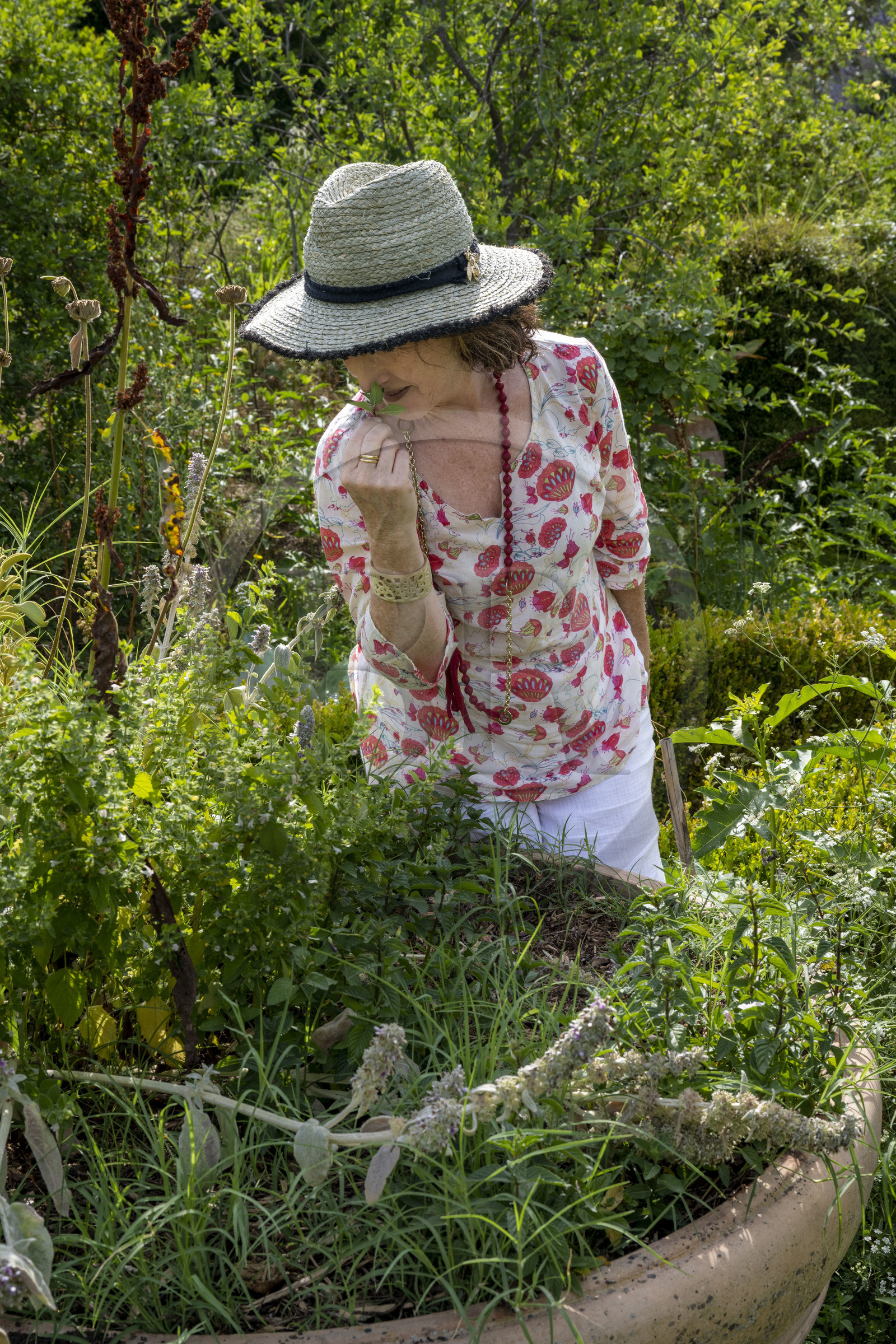 France, Alpes-Maritimes (06), Mouans-Sartoux, Jardins du Musée International de la Parfumerie​ (MIP), Corinne Marie- Tosello, une Nez designer d’ateliers olfactifs, sent une menthe bergamote