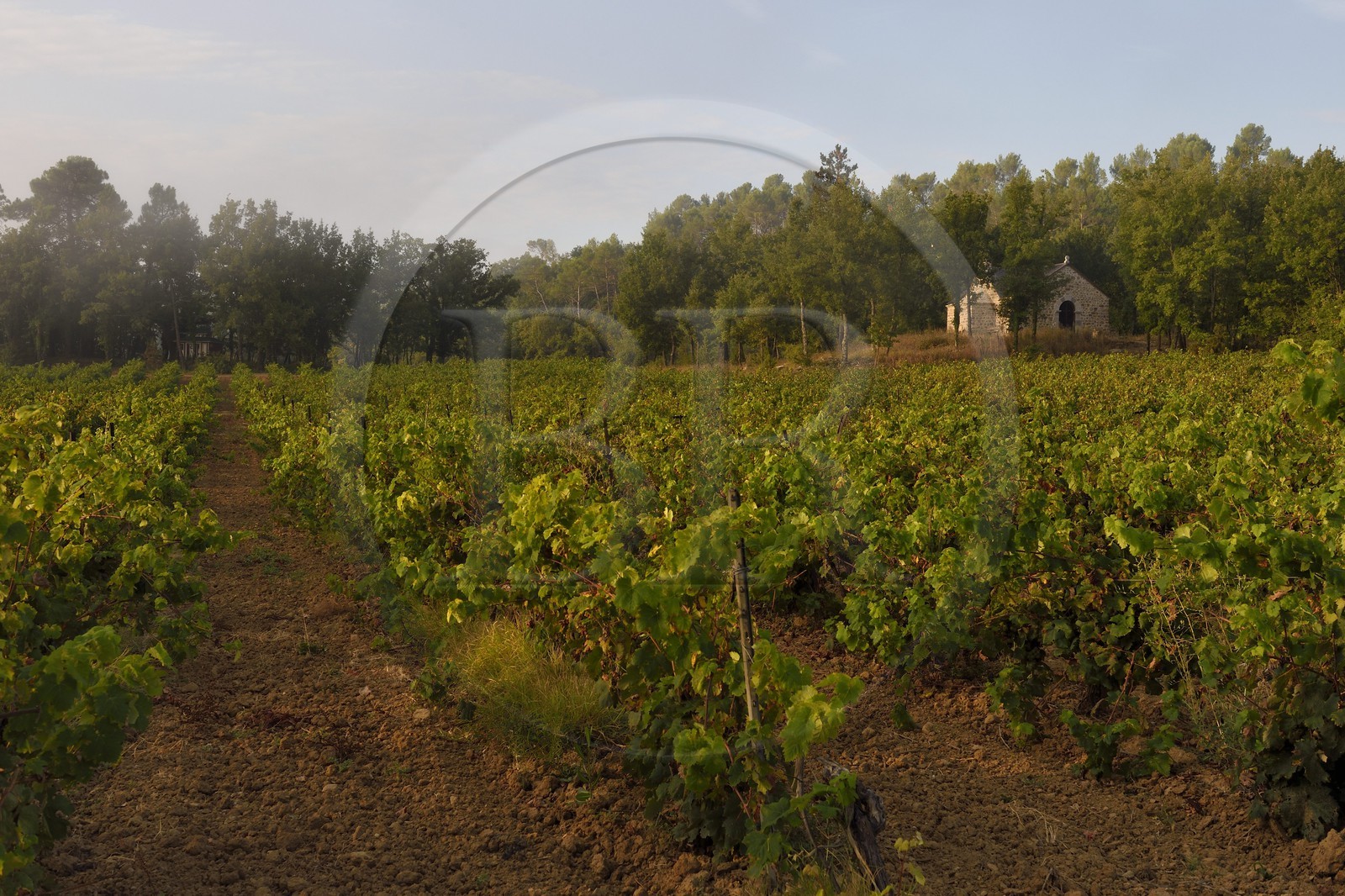 France, Var, Provence Verte (Green Provence), Bras village next to Saint Maximin, Le Peyrourier - une campagne en Provence Bed and Breakfast