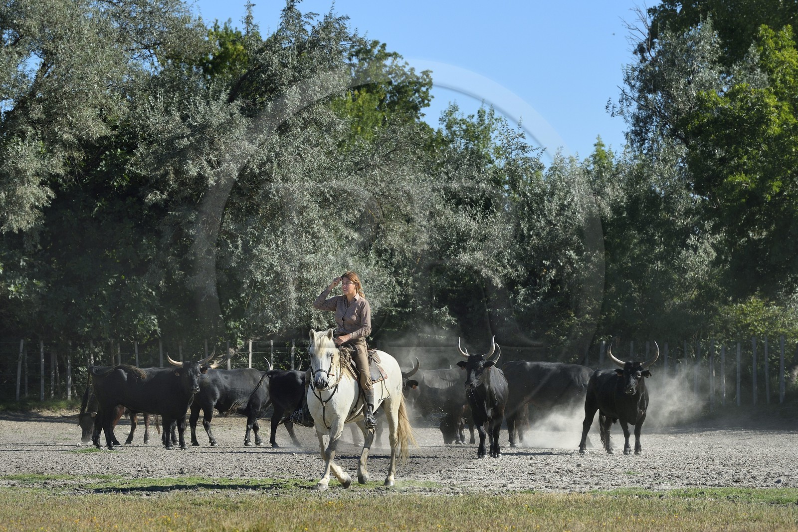 France, Bouches-du-Rhône (13), Parc naturel régional de Camargue, Mas du Menage, manade Saint Antoine (Cauzel), la manadière Florence Clauzel, éleveuse de chevaux et taureaux de Camargue