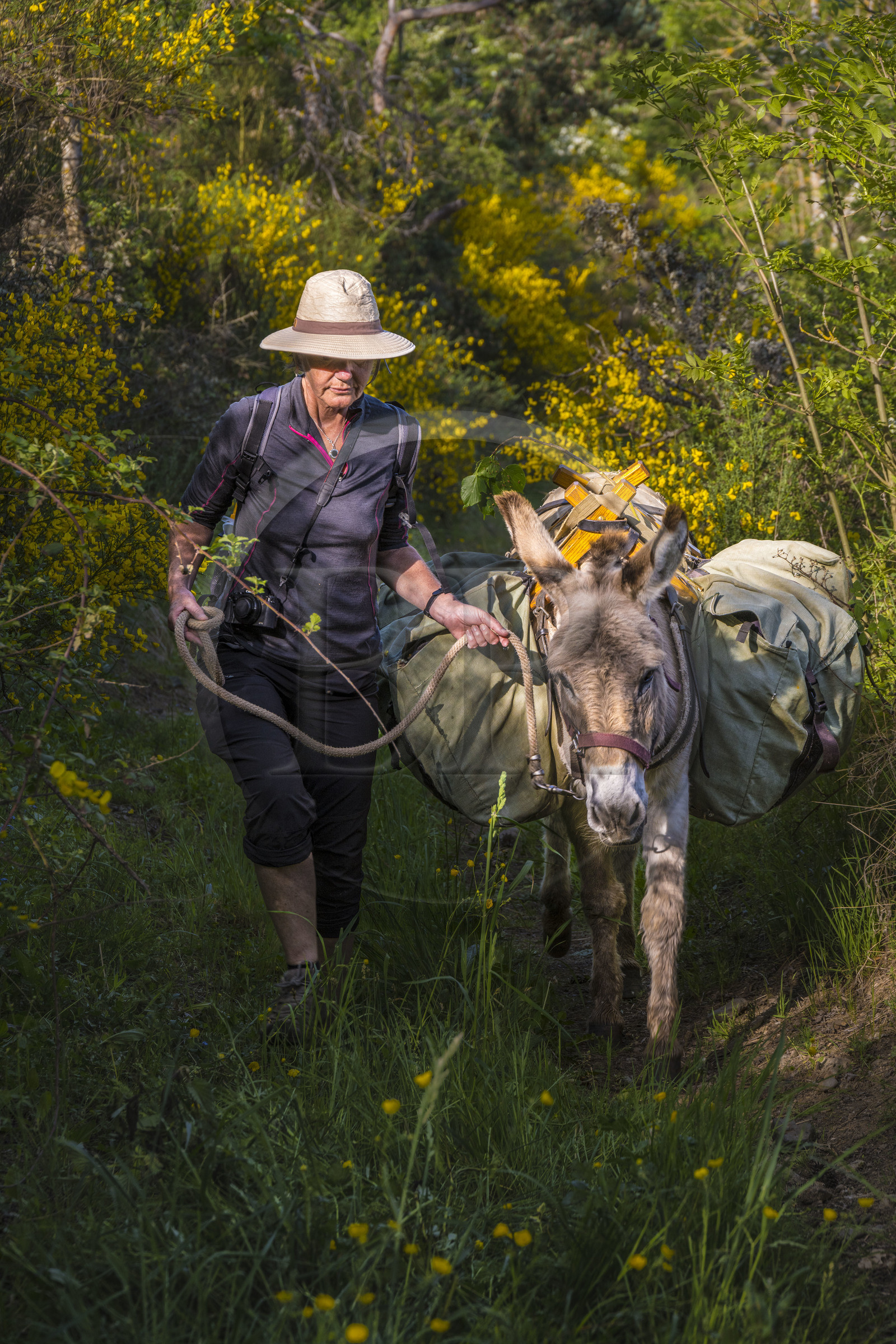 France, Haute-Loire (43), Goudet, hiking with a donkey on the Robert Louis Stevenson Trail (GR 70)