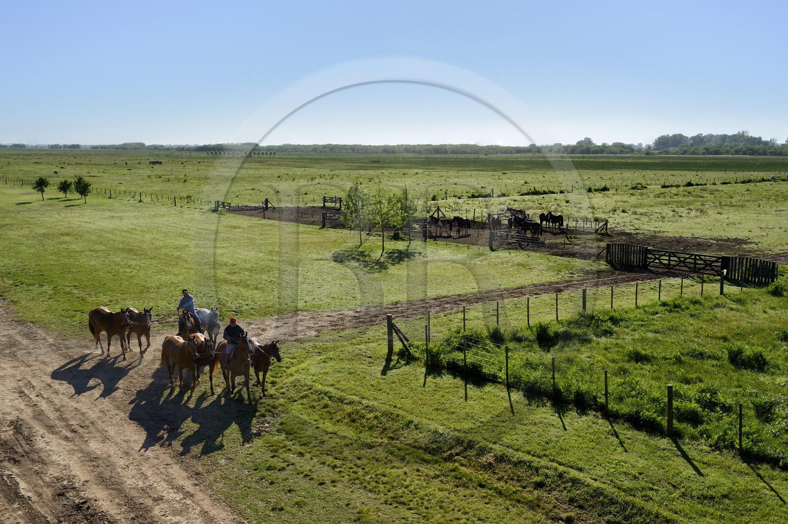 Argentina, Buenos Aires Province, San Antonio de Areco, estancia La Bamba de Areco, back to the stables for the polo horses