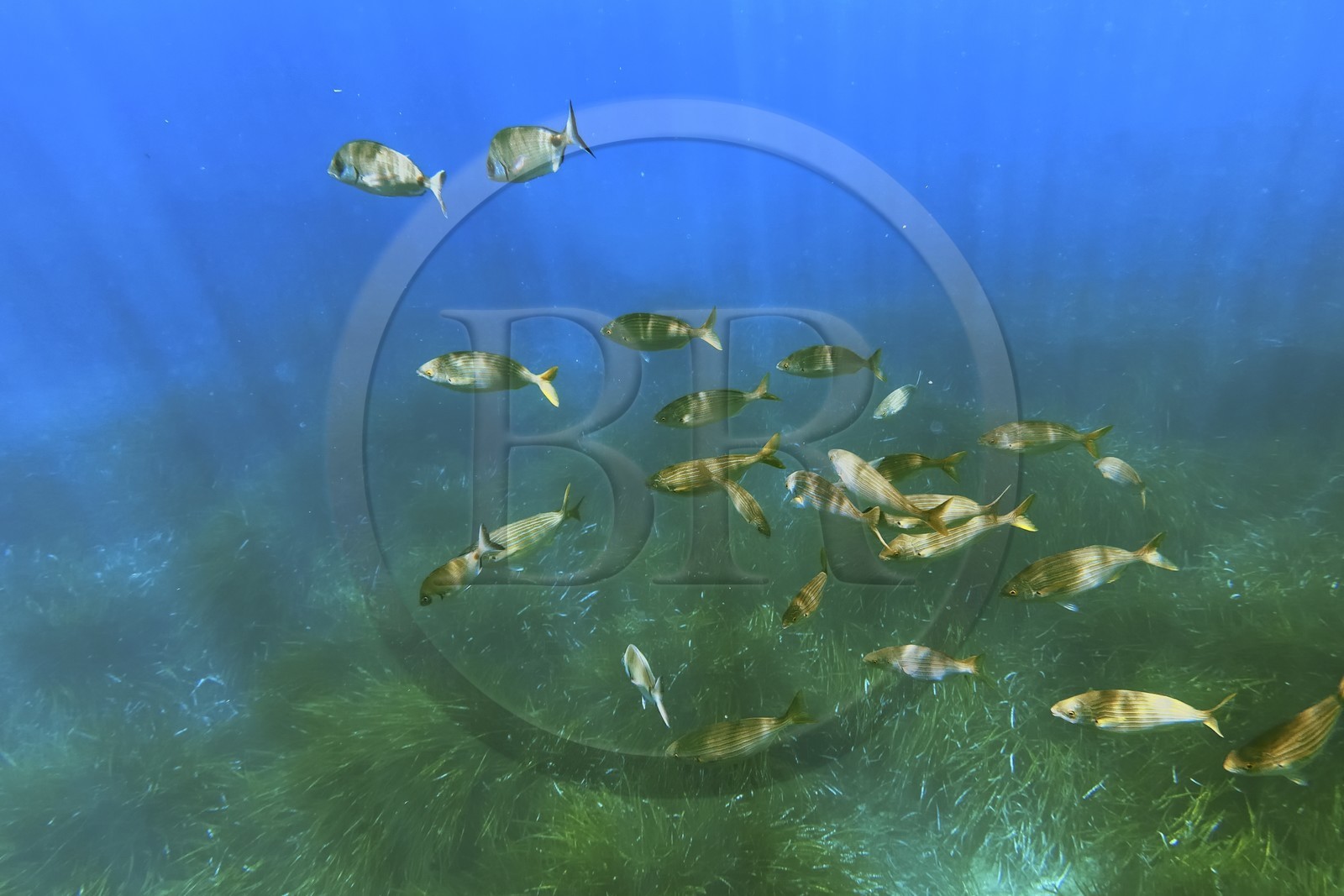 France, Var (83), Rayol-Canadel-sur-Mer, Domaine du Rayol, le jardin des Méditerranées, propriété du conservatoire du littoral mention obligatoire, le sentier marin, banc de saupes et herbier de posidonie