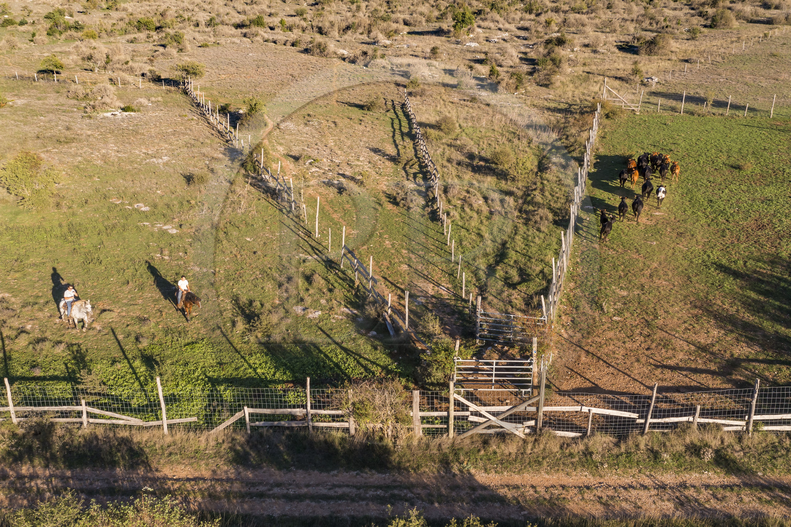 France, Hérault (34), les Causses et les Cévennes, paysage culturel de l'agro-pastoralisme méditerranéen inscrit au Patrimoine Mondial de l'UNESCO, La Vacquerie-et-Saint-Martin-de-Castries, le Mas de Cisco, Julian et son frère Charlie Amposta ramènent leur troupeau de vache à l'enclos (vue aérienne)