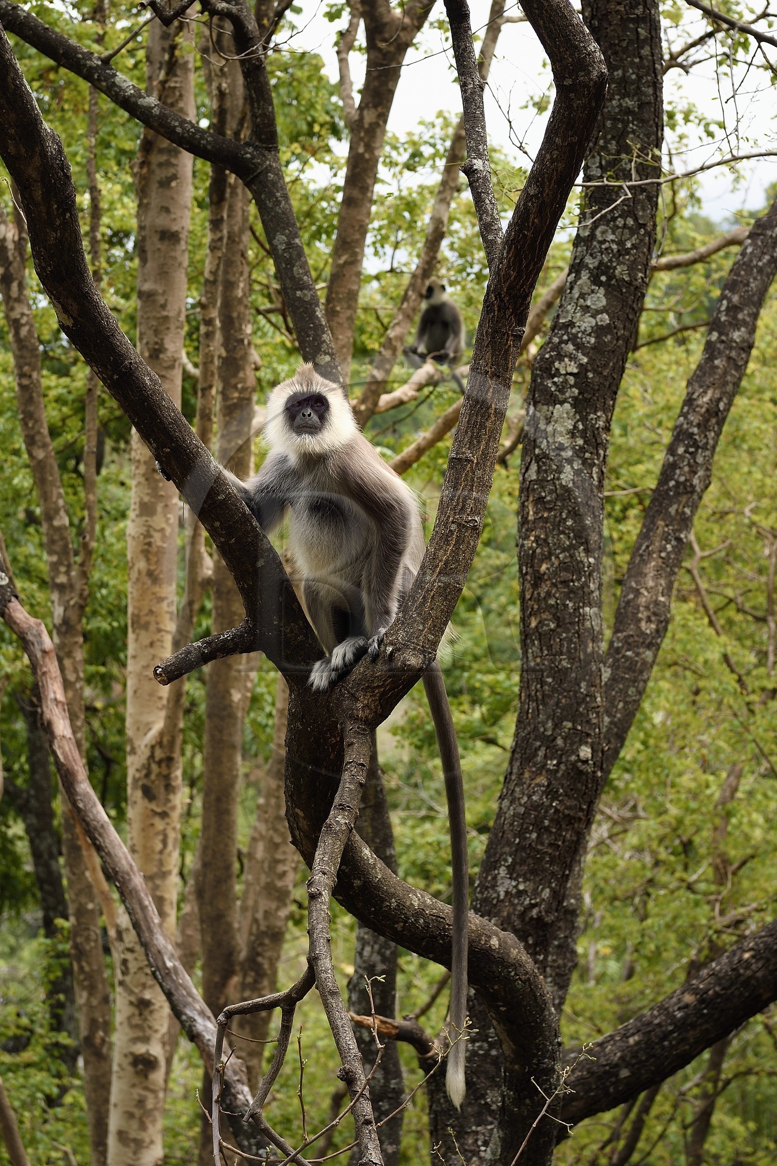 Sri Lanka, Uva Province, Ella, tufted gray langur (Semnopithecus priam)