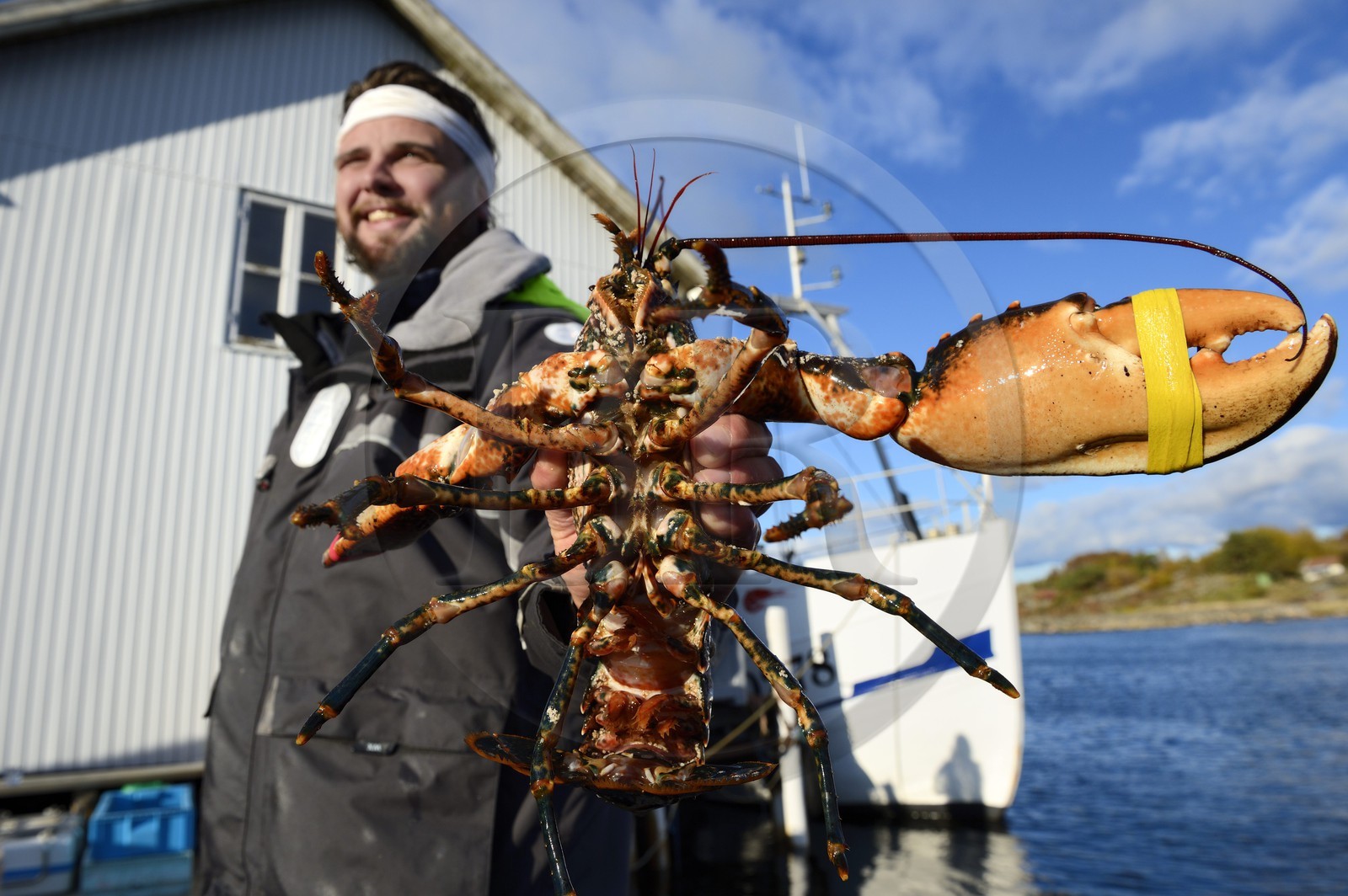 Suède, Västra Götaland, Iles Koster, Sydkoster, port de Ekenäs, retour de pêche au homard