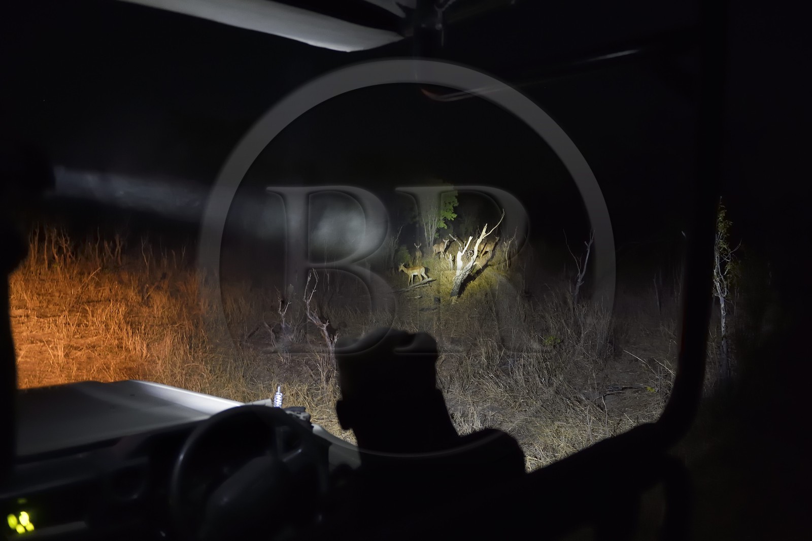 Zimbabwe, province de Matabeleland septentrional, parc national Hwange, safari de nuit, un groupe d'impalas