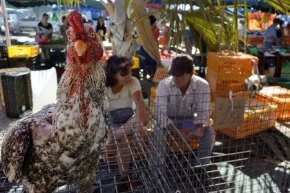 France, Ile de la Reunion, Saint-Pierre, le marché du samedi, les étals de volailles