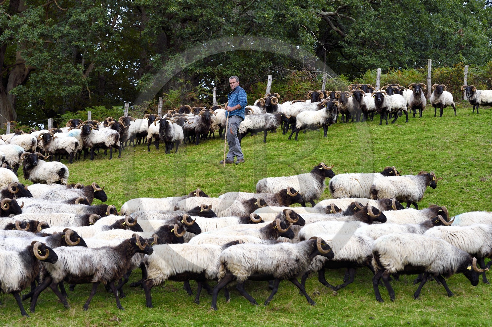 France, Pyrenees Atlantiques, Basque Country, Aldudes valley, Urepel, the manech black head sheep breeder Jean-Bernard Etchebarren