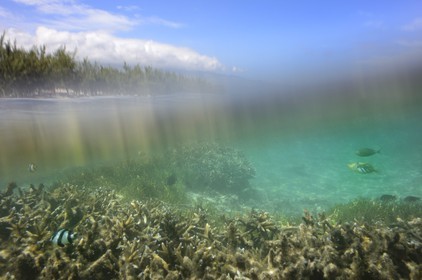 France, Reunion island (French overseas department), West Coast, Saint Gilles Les Bains (town of Saint-Paul), coral reef of Ermitage lagoon (underwater view)