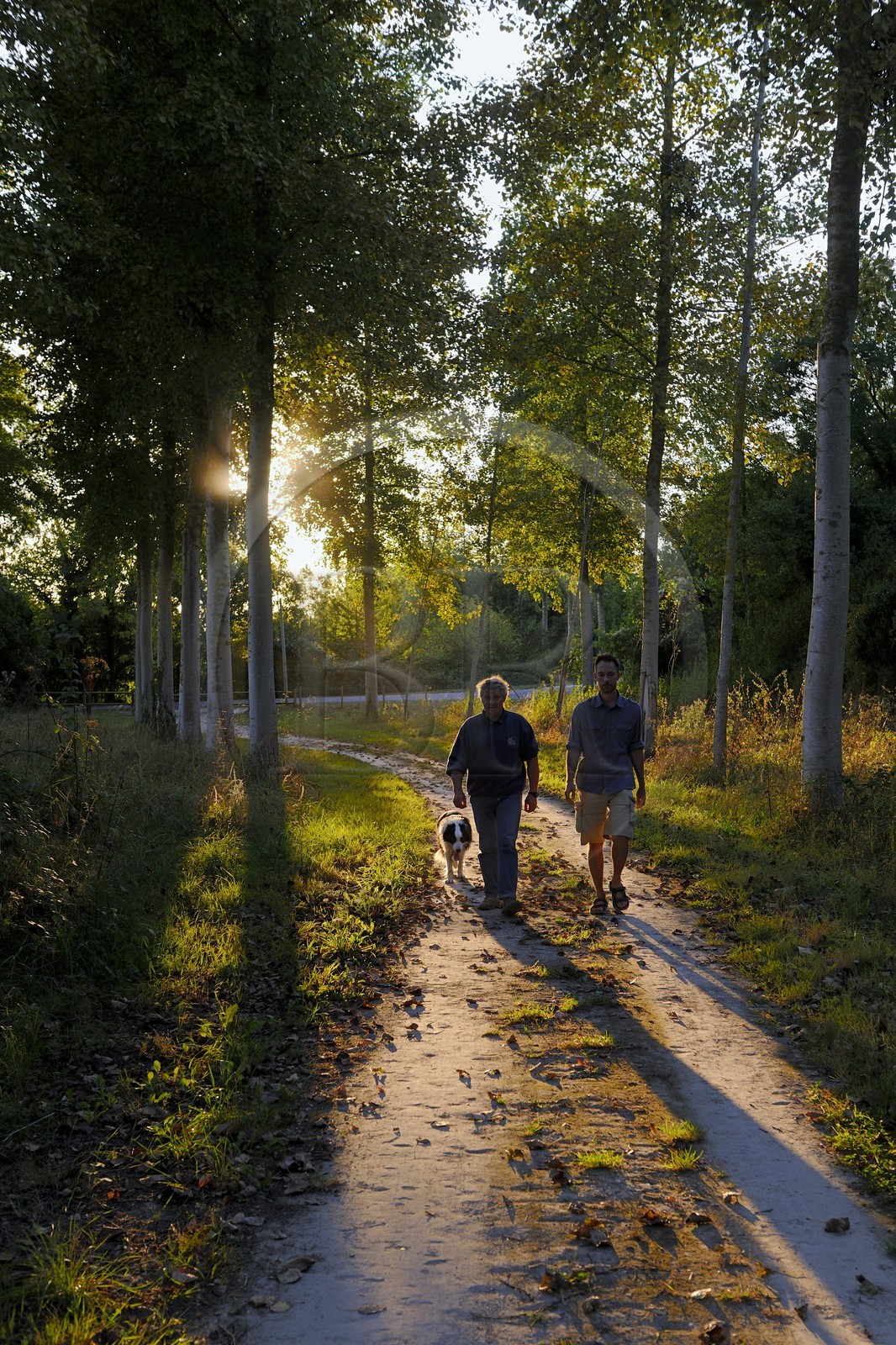 France, Ille-et-Vilaine (35), la voie verte du Mont-Saint-Michel, l'éleveur de moutons de près salés Yannick Frain