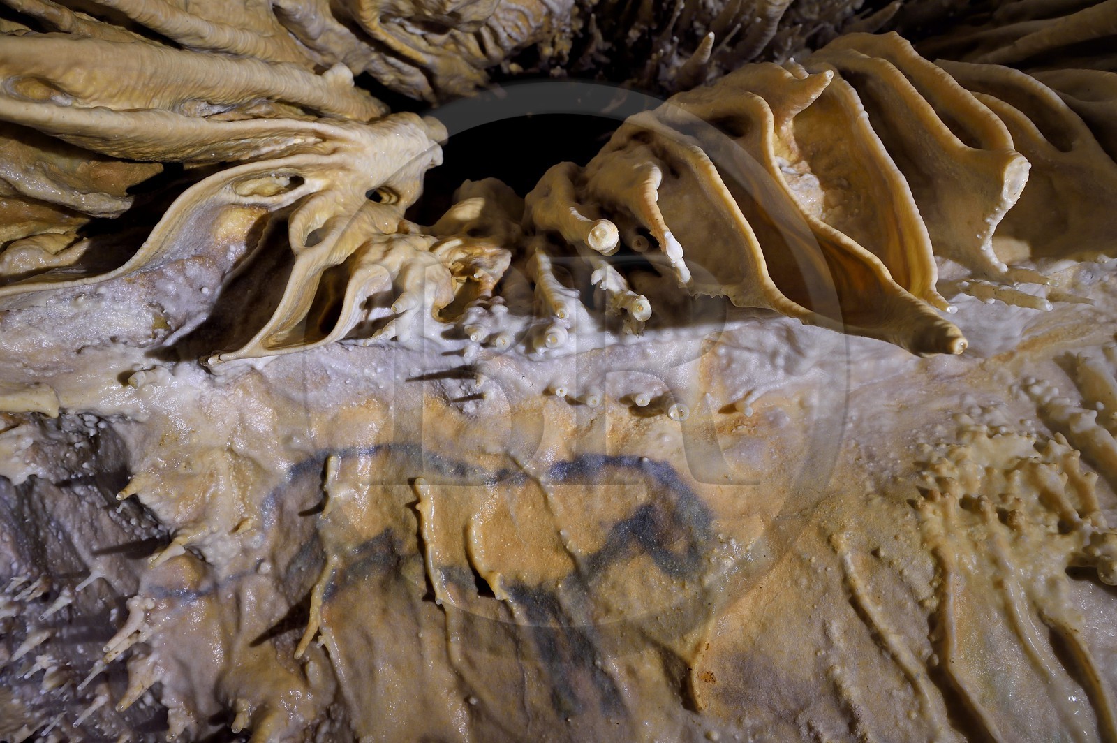 France, Dordogne (24), Périgord Vert, Villars, Grotte de Villars, dessin paléolithique au dioxyde de manganèse surnommé le Petit Cheval bleu datant d' environ 17000 ans (Magdalénien)