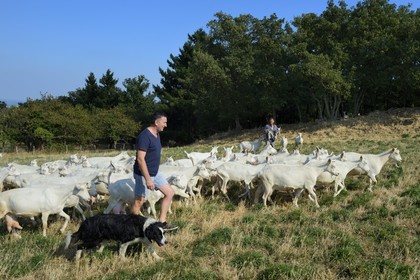 France, Loire (42), Parc Naturel Régional du Pilat, Pélussin, production par le GAEC de la Cabriole du fromage de chèvre Rigotte de Condrieu AOC, le troupeau de chèvres de Claude et André Boucher, André Boucher avec son chien