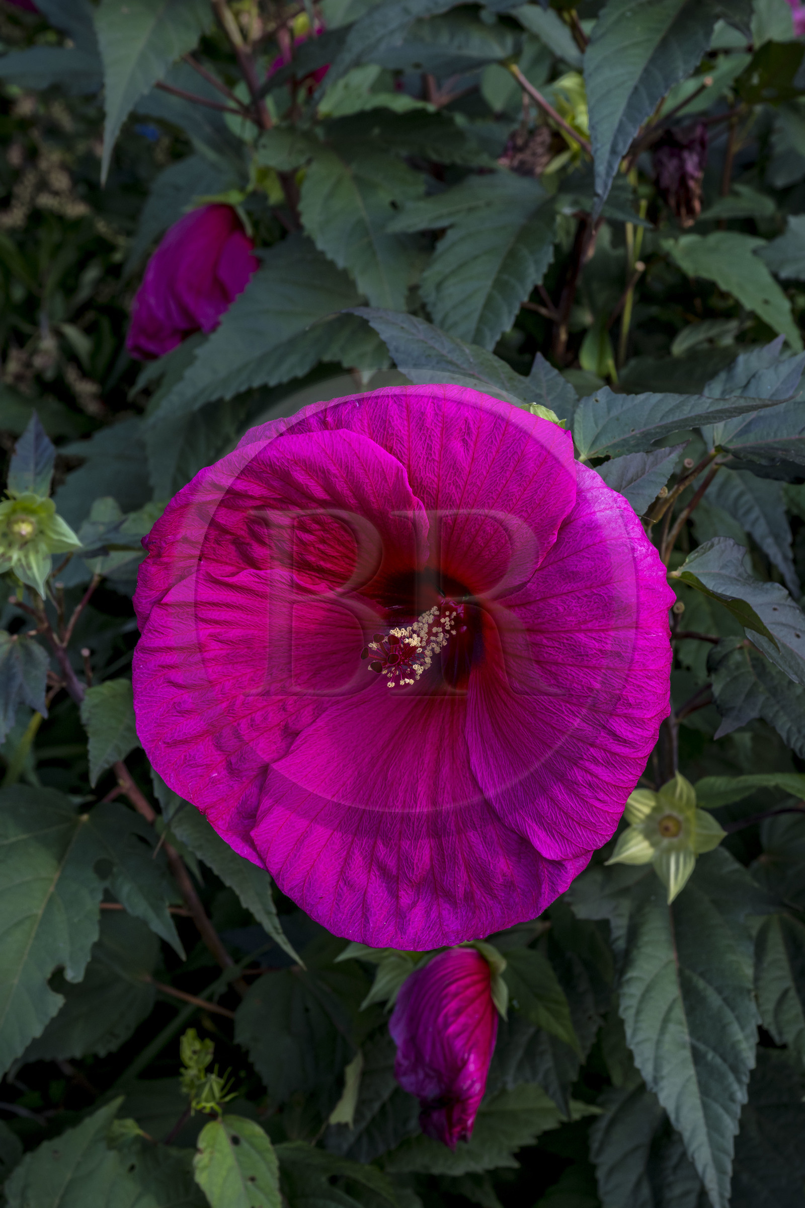 France, Loire-Atlantique (44), Nantes, quartier de Chantenay, le Jardin Extraordinaire, parc public situé dans l'ancienne Carrière de Miséry, Hibiscus des marais (Hibiscus moscheutos)