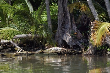 Caraïbes, Ile de la Dominique, Portsmouth, les rives de l'Indian River