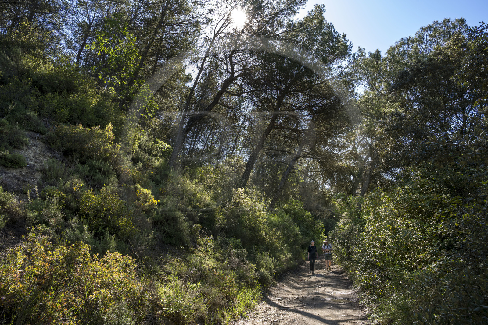 France, Vaucluse (84), Dentelles de Montmirail, Beaumes-de-Venise, chemin dans le vallon au pied du plateau des Courens