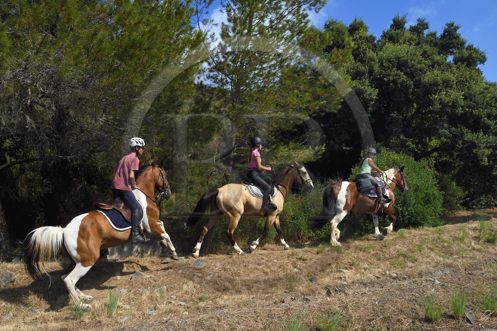 France, Var (83), Agay commune de Saint-Raphaël, cavaliers en randonnée dans le massif de l'Estérel