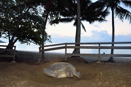 France, Ile de Mayotte, Grande-Terre, Kani-Keli, plage de N’Gouja, le Jardin Maoré, tortue (de mer) verte (Chelonia mydas) recouvrant de sable ses oeufs après la ponte