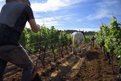 France, Var, Presqu'ile de Saint-Tropez, Gassin, domaine de la Rouillère, Jean-Louis and Christine Calla plow a vineyard plot with their horse