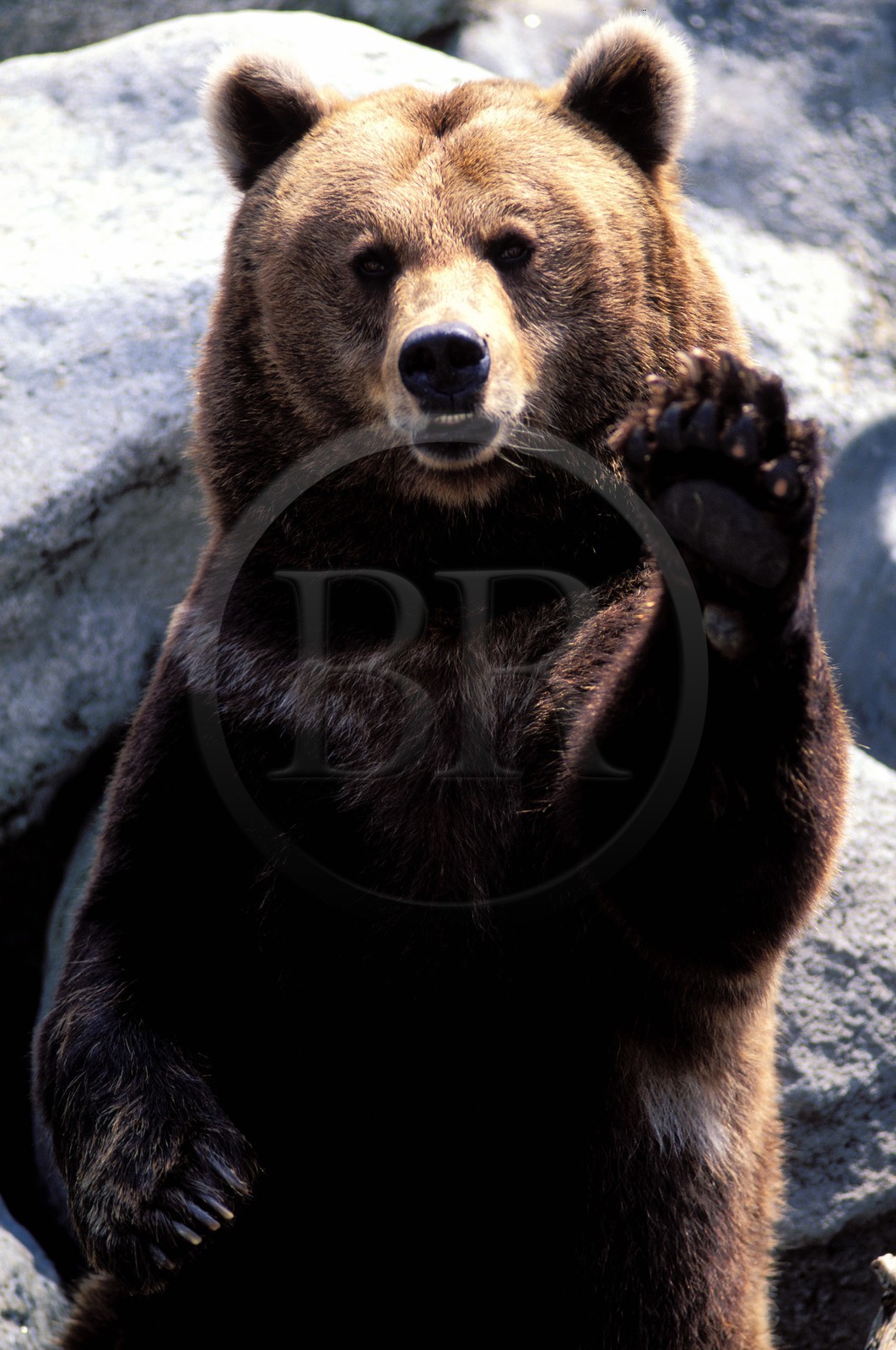 France, Hautes-Pyrénées (65), un ours