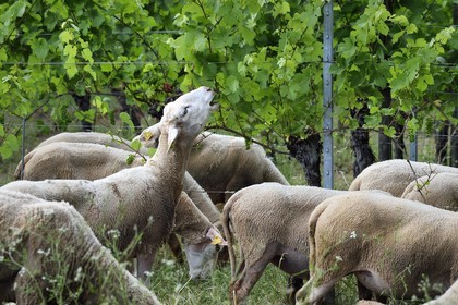 France, Bas Rhin, the Alsace Wine Route, Traenheim, Wine estate MULLER Charles & Fils, the folivorous sheep between the vines allow an organic maintenance