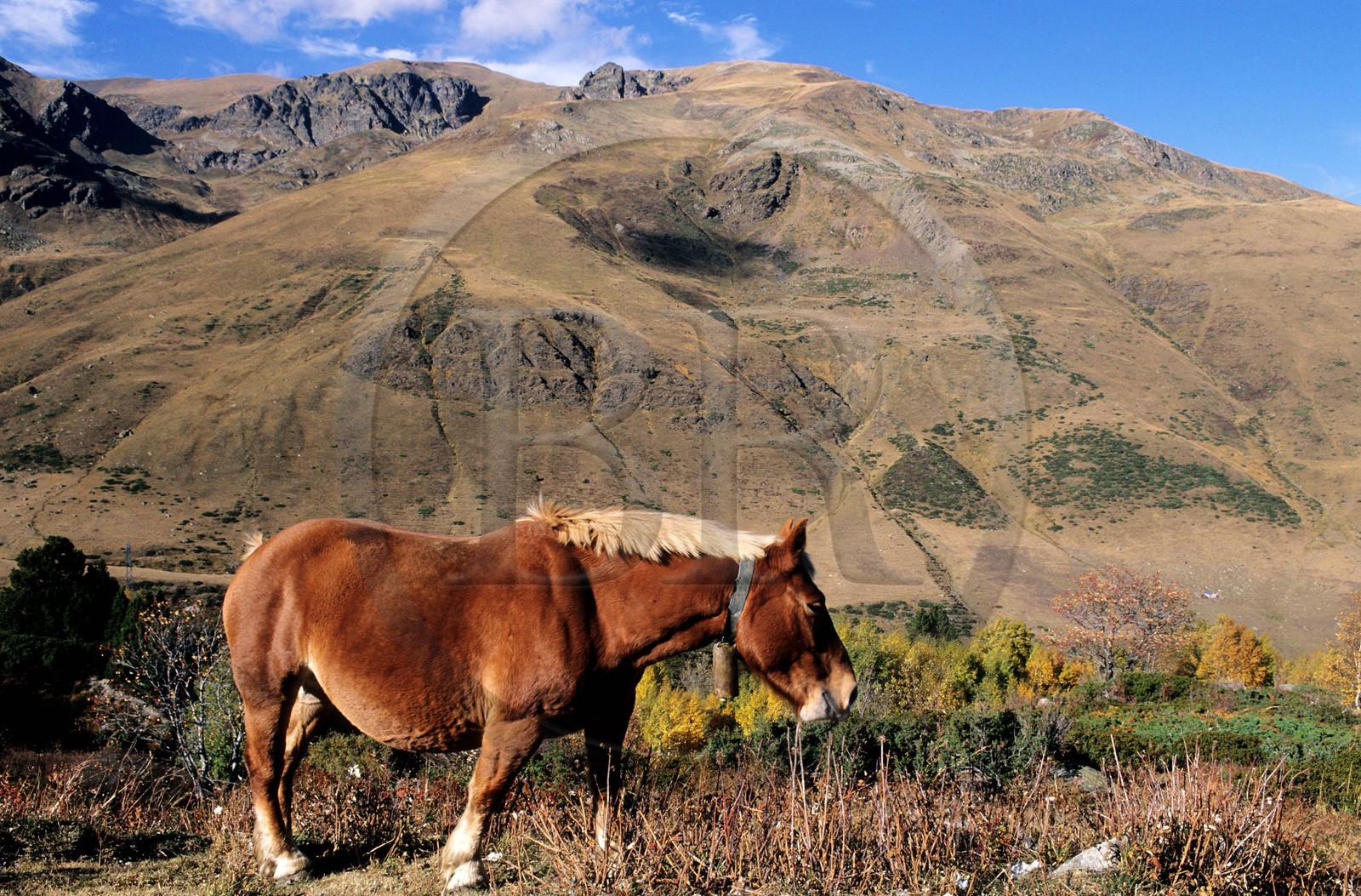 France, Pyrénées-Orientales (66), Cheval ìà cloche au bord de la N22 à la frontière d'Andorre dans la Cerdagne